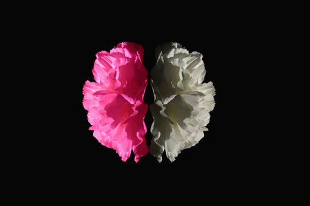 flower head of carnation in a black background