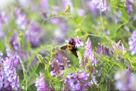 hairy vetch flowers and carpenter bee in spring timeの写真素材