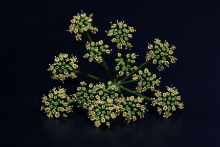 Closeup picture of parsley flowers in a black background.の写真素材