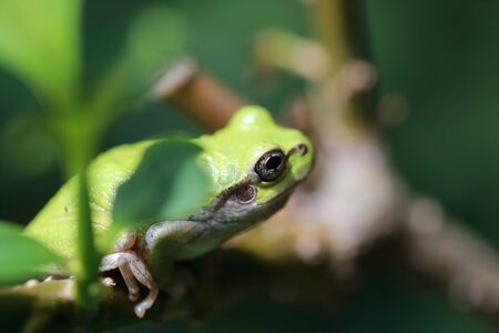 a tree frog resting in the shade of a treeの写真素材