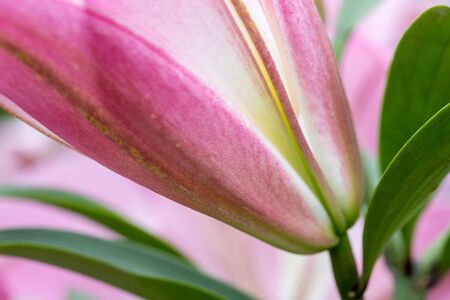 Close-up picture of lilies taken outdoors in early summer.の写真素材