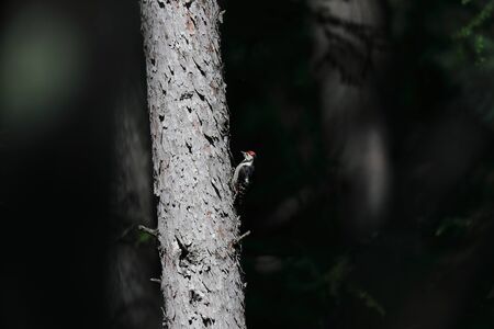 a Great Spotted Woodpecker on the larch trunkの写真素材