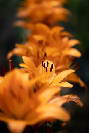 Lilies taken outdoors in early summer.の写真素材