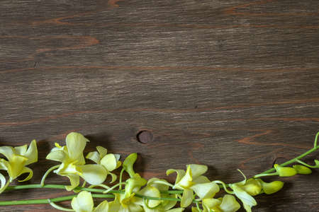 Cooktown Orchid in a wooden backgroundの写真素材