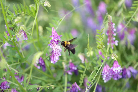hairy vetch flowers and carpenter bee in spring timeの写真素材