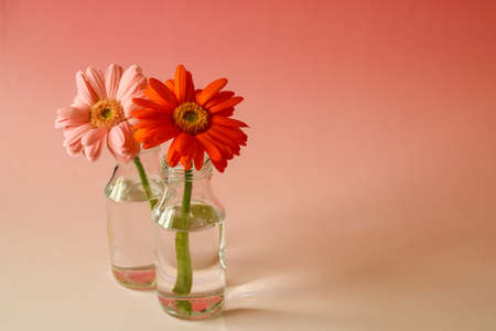 bouquet of transvaal daisy in the glass bottle