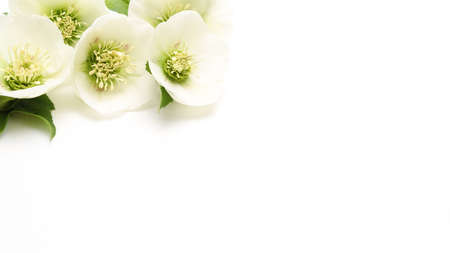 flower head of christmas rose in a white backgroundの写真素材
