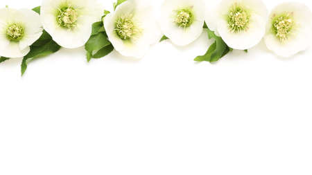 flower head of christmas rose in a white backgroundの写真素材