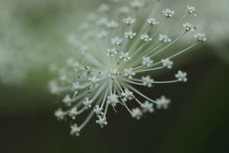 Close-up picture of angelica flower called shishiudo in japan.