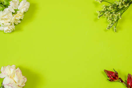 carnations and starchis in a green backgroundの写真素材