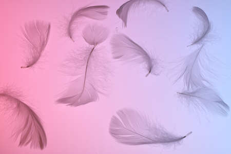 white feather in a color gradation backlightingの写真素材