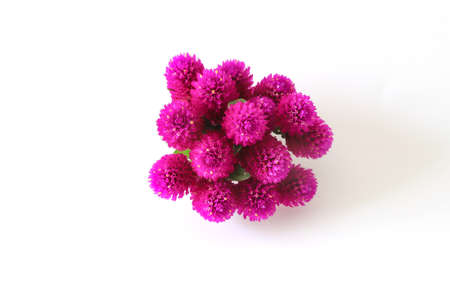 globe amaranth in a white background