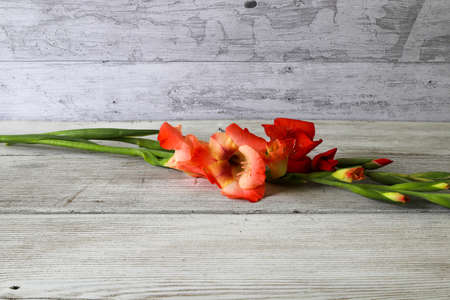Gladiolus in a wooden backgroundの写真素材