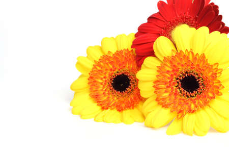 transvaal daisies in a white backgroundの写真素材