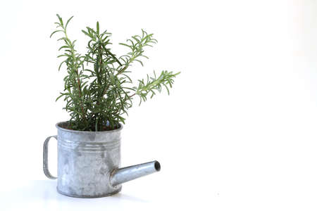 rosemary planted in a watering canの写真素材