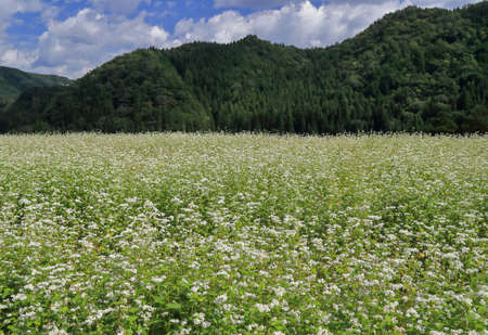 flower of buckwheat in bloomの写真素材