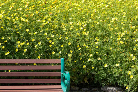flower garden of yellow cosmos and benchの写真素材