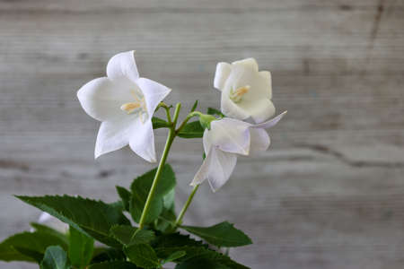 white balloon flower in a wooden backgroundの写真素材