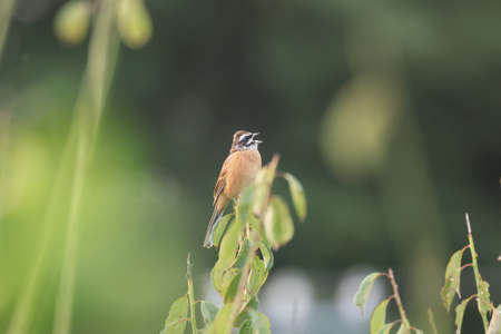 male meadow bunting in singingの写真素材