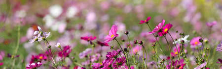 flower garden of various color of cosmos