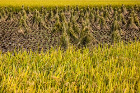 japanese rice field in autumn harvestの写真素材