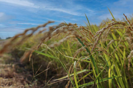 japanese rice field in autumn harvestの写真素材