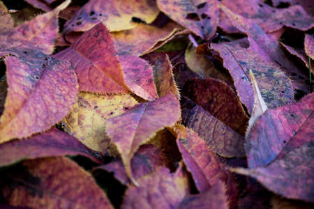 fallen leaves turned to red