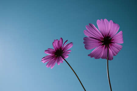 flower garden of cosmos against the skyの写真素材