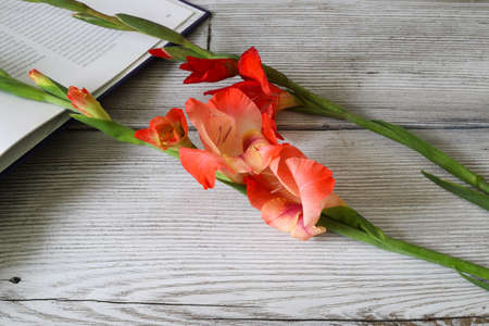 Gladiolus in a wooden backgroundの写真素材