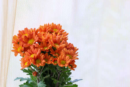 bouquet of chrysanthemum on the windowsillの写真素材
