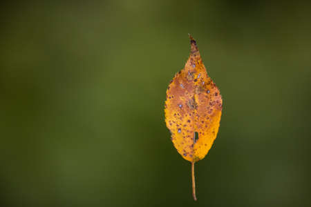 fallen leaf suspended by spider silk