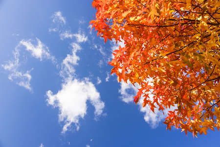 colored leaves of maple tree and blue sky