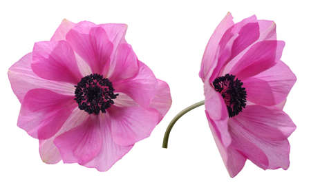 flower head of anemone in a white backgroundの写真素材