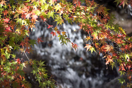 colorful autumn leaves and waterfallの写真素材