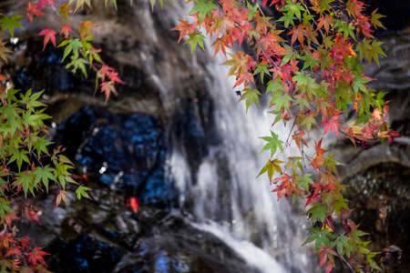 colorful autumn leaves and waterfallの写真素材