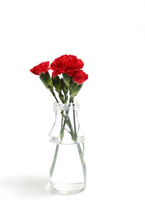 red carnations in the glass bottleの写真素材