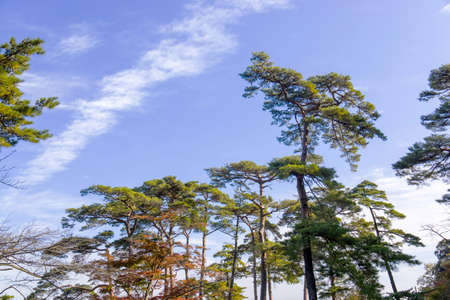 pine tree in the blue sky background