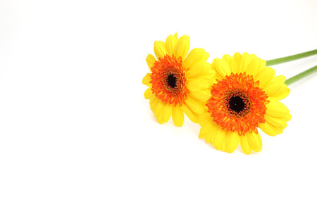 two yellow transvaal daisies in a white backgroundの写真素材