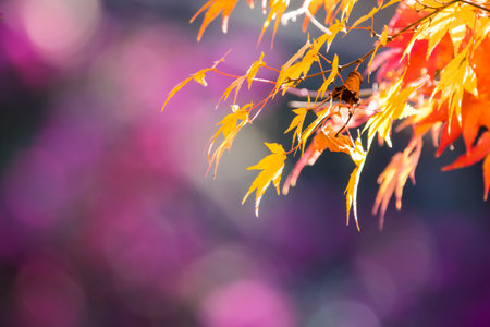 colorful autumn leaves in Japanese forestの写真素材