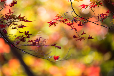 colorful autumn leaves in Japanese forest