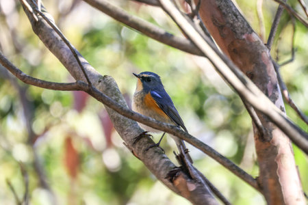 a Red-flanked bluetail on the branch of treeの写真素材