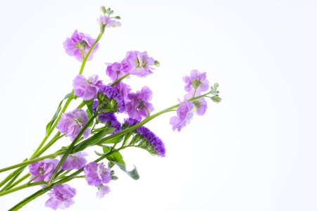 statice and stock in a white backgroundの写真素材