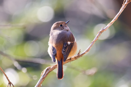 a daurian redstart on the branch of treeの写真素材