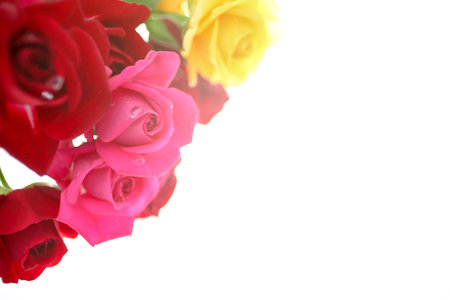 bouquet of roses in a white backgroundの写真素材