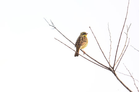 a black-faced bunting on the branch of tree