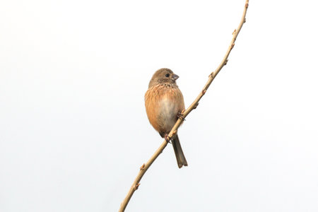 a Long-tailed Rosefinch on the thin branch of treeの写真素材