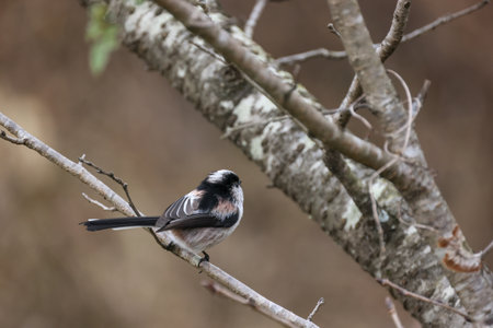 a long-tailed tit on a branch of treeの写真素材