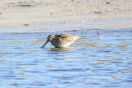 a common snipe in the river