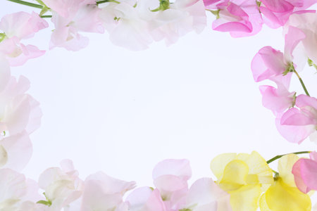 various color of sweetpea in a white backgroundの写真素材