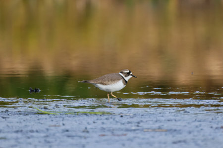 a plover in the river